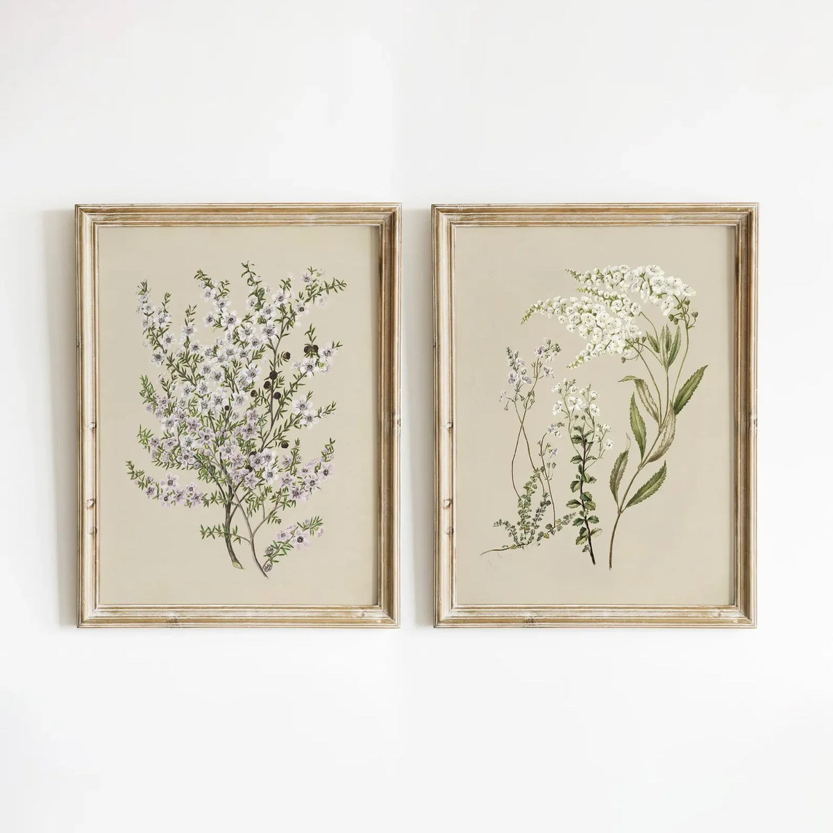 Vintage Botanical Floral Wall Art | Set of 2 Canvas Posters