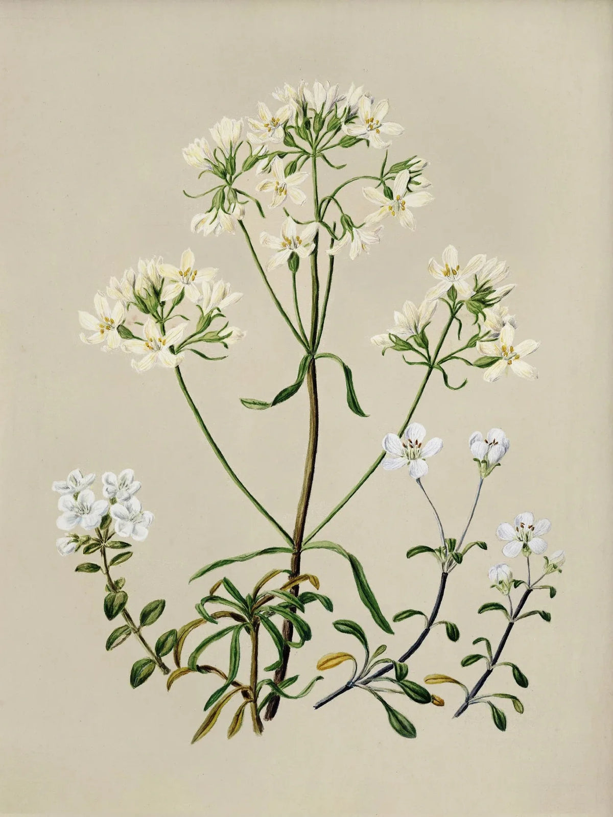 Vintage Botanical Floral Wall Art | Gallery Canvas Print Set
