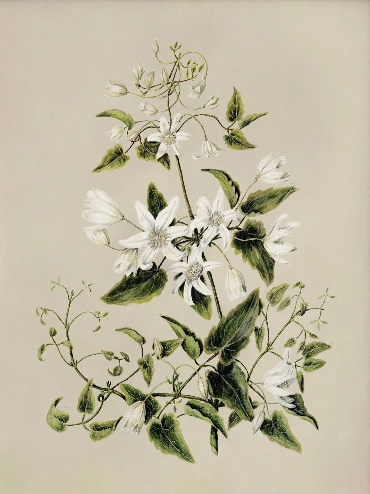 Vintage Botanical Floral Wall Art | Gallery Canvas Print Set
