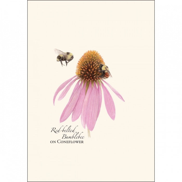 Bumblebee Assortment Notecard Set