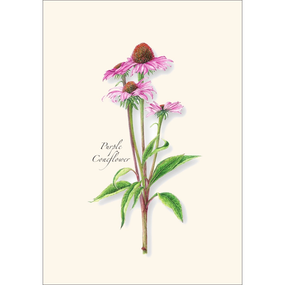 Garden Favorites Assortment Greeting Cards