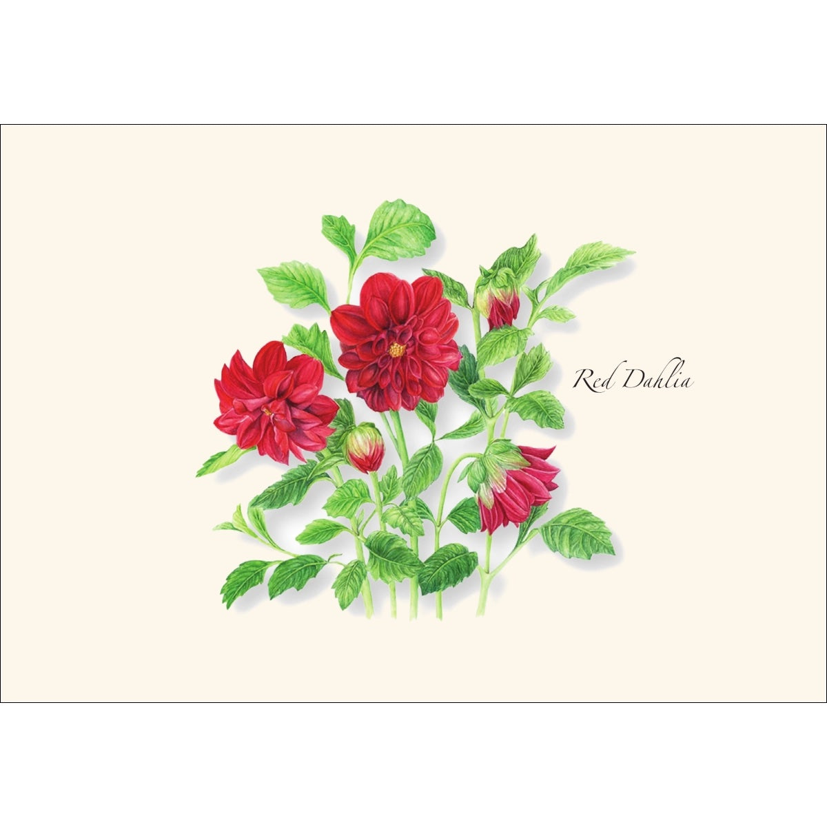 Garden Favorites Assortment Greeting Cards