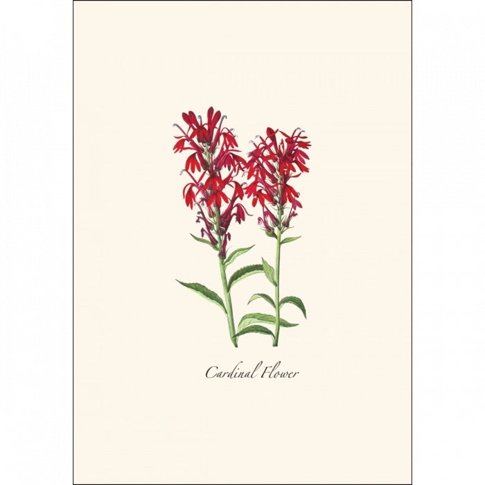Meadow Wildflower Assortment Greeting Cards